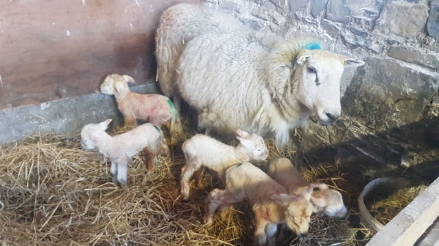 Farmer surprised to find ewe and five healthy lambs