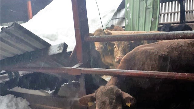 'I had just pushed in the silage when the roof caved in'