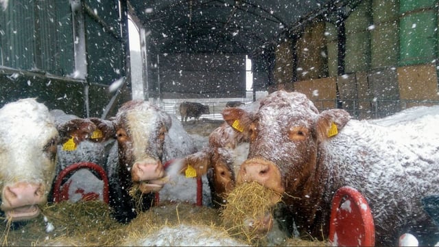 Snow/ice warning issued for the country for tomorrow