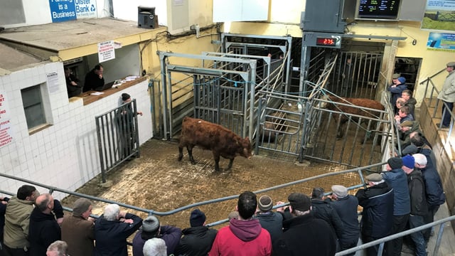 Pics and prices: Bullocks trade to a top price of €1,535 at Tullamore Mart