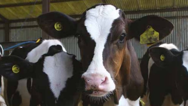 Milk replacer facility investment worth €3.3 million announced