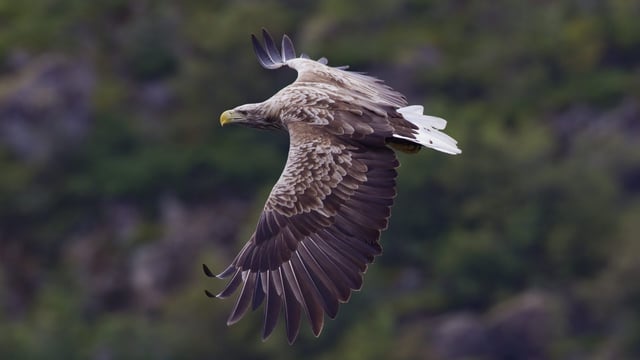 'Once driven to extinction through human persecution' - eagles released into the wild