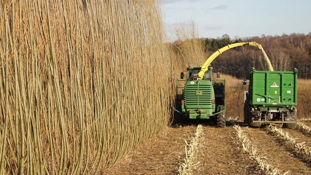 New grant scheme to grow willow as an energy crop on the way?