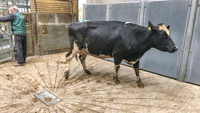 '3% higher culling rate from such a small disease'