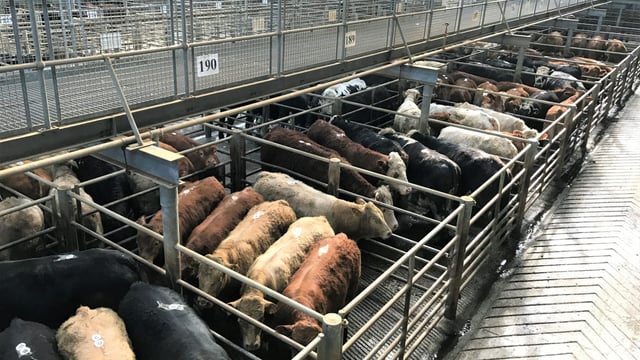Cattle marts: Cull cows prove popular as agents and farmers remain busy