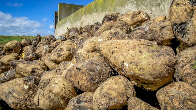 Interview: Details on beet industry revival - 'a rare opportunity'