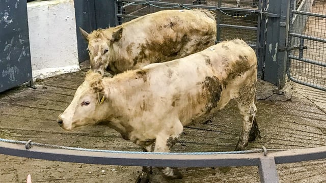 Pics and prices: Bullocks sell to a top price of €1,780 at Carnaross Mart
