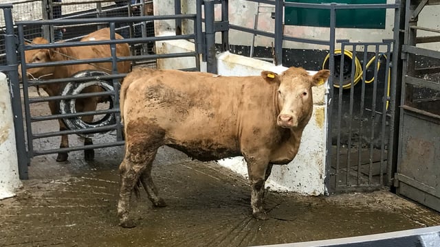 Mart report: Increase in cattle numbers brought forward, as farmers return ringside