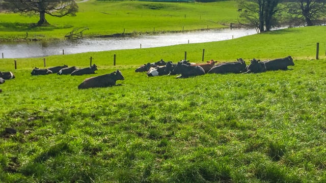 30ac contract rearing unit established at Ballyhaise