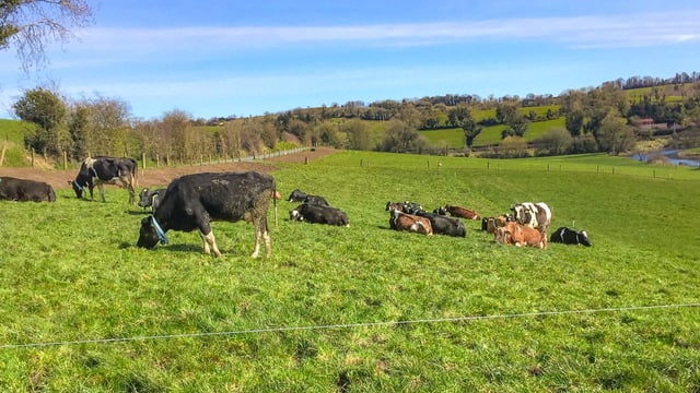 Worrying fertility statistics from herds in the Cavan/Monaghan region