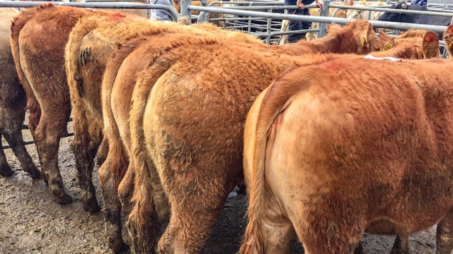 Pics and prices: Grass buyers, agents and exporters drive trade at Carnew Mart