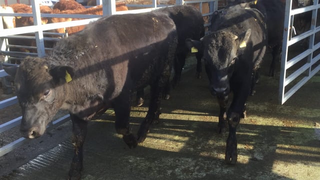 'Only mart staff' to be allowed in sales yard at Roscommon Mart