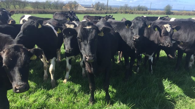 Dairy focus: Rearing 300 heifers on contract in Co. Sligo