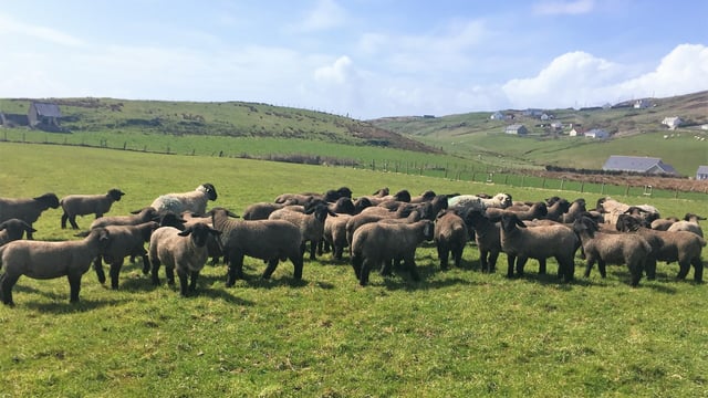 Sheep focus: Success with Suffolks at Malin Head