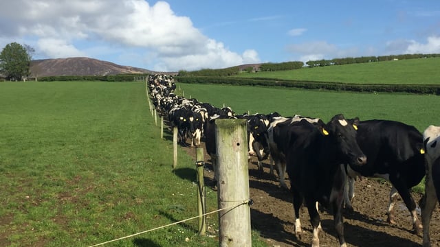 What impact does body condition score have on breeding success?