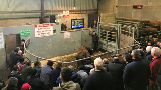 Mart trade: Quality weanlings and cows in demand across the country