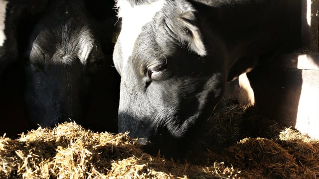 Supplementary feed costing Antrim farmer £10,000 a month