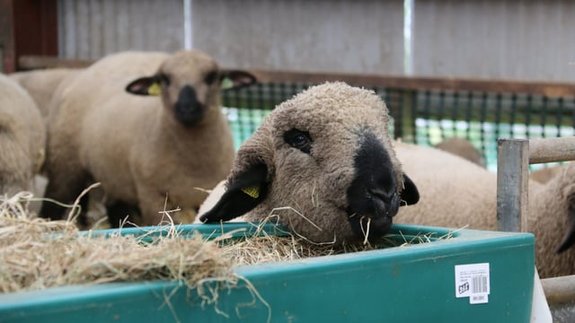 Northern fodder prices soar as weather pressure continues