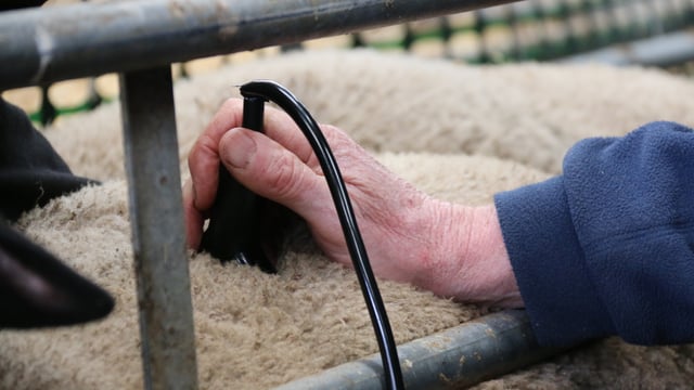 Performance recording linked with lower emission flocks