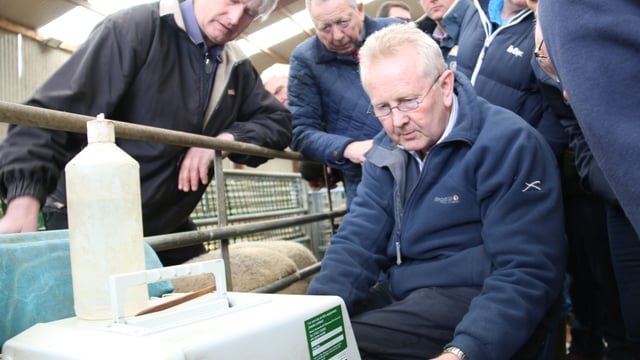 Northern sheep breeders call for Sheep Ireland style programme