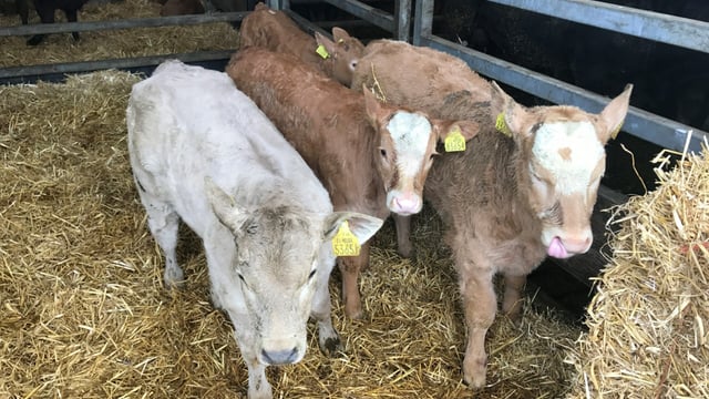 Beef calf registrations fall by over 15,000 head on 2017 levels