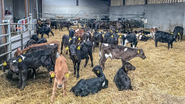 Beef focus: Making the switch to dairy calf-to-beef in Co. Longford
