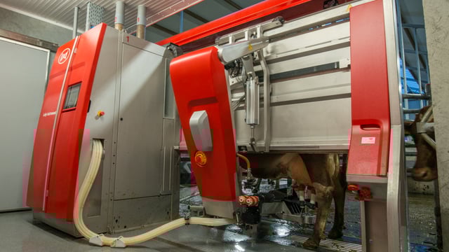 Lely to host 3 robotic milking open days this week