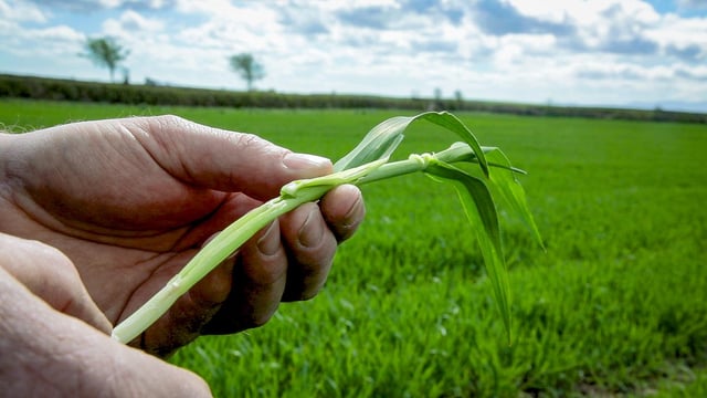 CROPS WATCH: Stressed crops need nutrition
