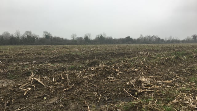 IFO: 'Outrage' at lack of ash dieback compensation