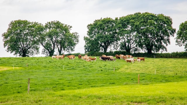 325 herds restricted for tag, registration and movement breaches