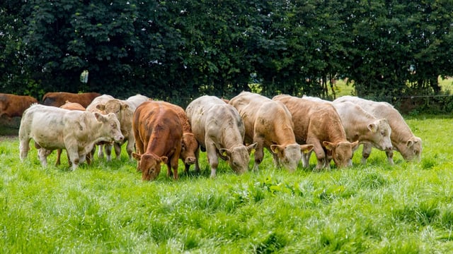 Cancelled inspection 'a massive own goal for farmers' - Kepak