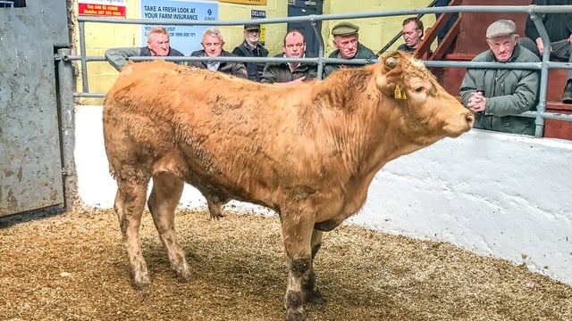 Pics and prices: 'Grass buyers' drive the trade at Delvin Mart