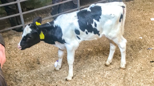 Marts offering lighter, dairy-bred bull calves 'free to good home'