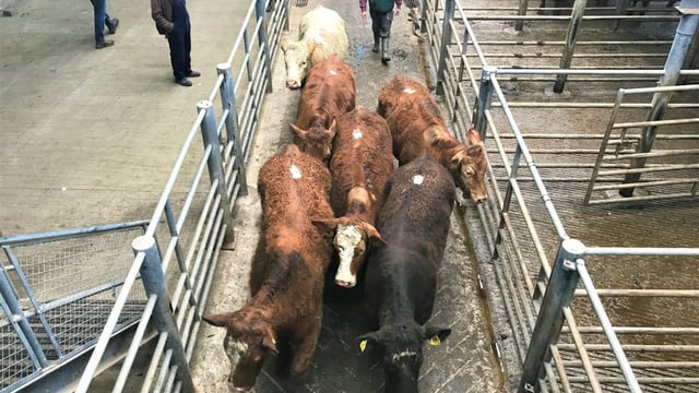 Pics and prices: Lighter continental stock in demand at Kilkenny Mart