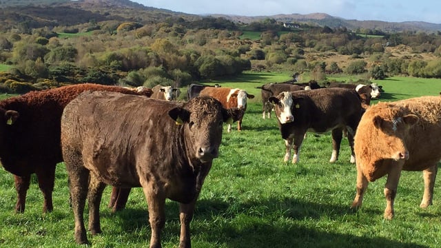 Beef kill: Cattle numbers remain slow and steady