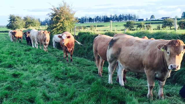 Beef price: How does Ireland compare with Europe after price cuts?