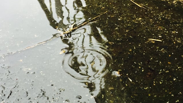 Rain to persist throughout coming week