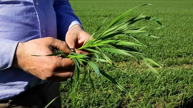 CROPS WATCH: Winter wheat flying through growth stages