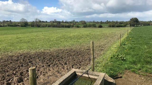 What grass covers should I be turning my cattle into?