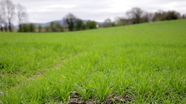 CROPS WATCH: Dealing with different winter wheat crops in 1 field
