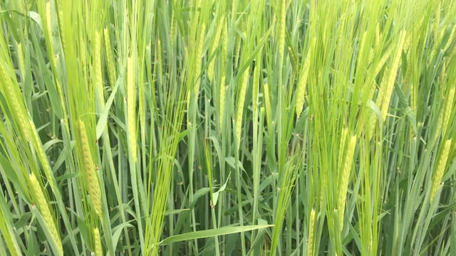 Tillage: Establishment rates of 85% for spring cereals
