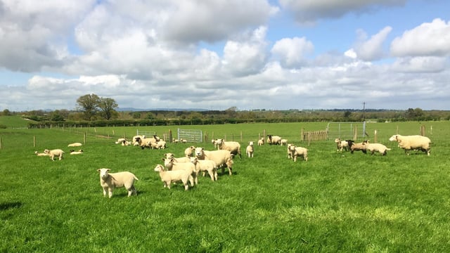Sheep focus: 'To make a living out of sheep, you need to have output'