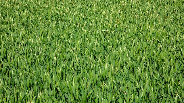 Winter cereals 2023 - time to take stock