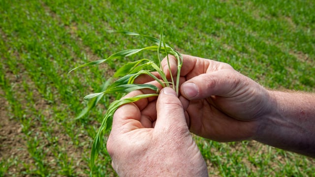 CROPS WATCH: Creating a good root structure in spring barley is key