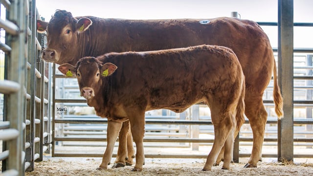 Mart trade: 80 entered for Limousin spring sale