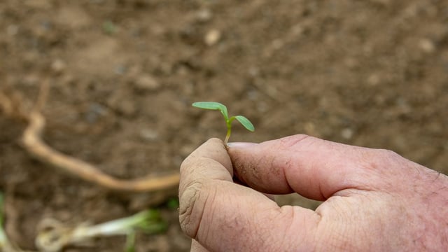 CROPS WATCH: Spray weeds in beet straight away