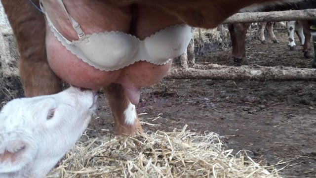Pics: Farmer modifies bra to help calf suckle