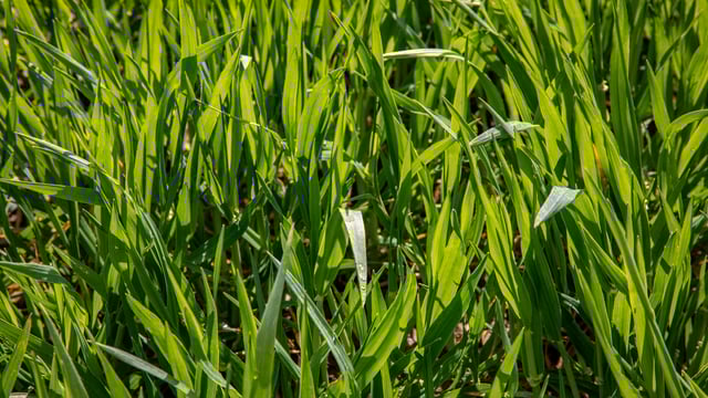 Crops Watch: Biostimulants and reducing ramularia in barley