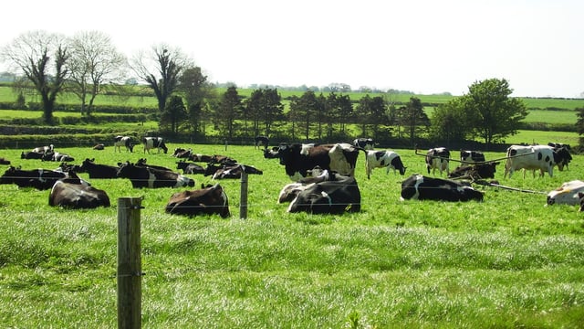 'Effectively we have the same number of cows as we had in 1988'