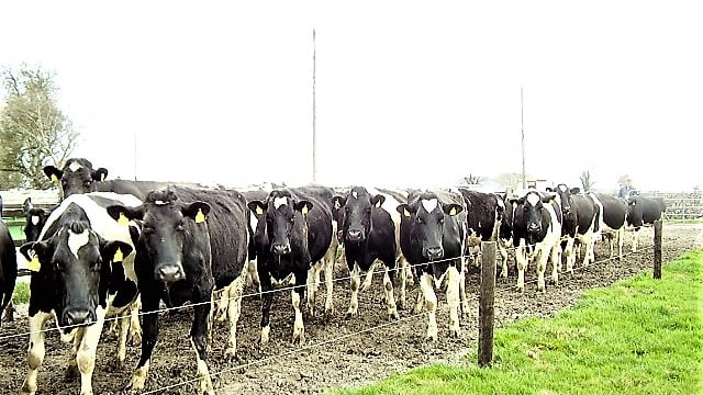 'Proactive mindset rather than reactive' needed for managing herd health